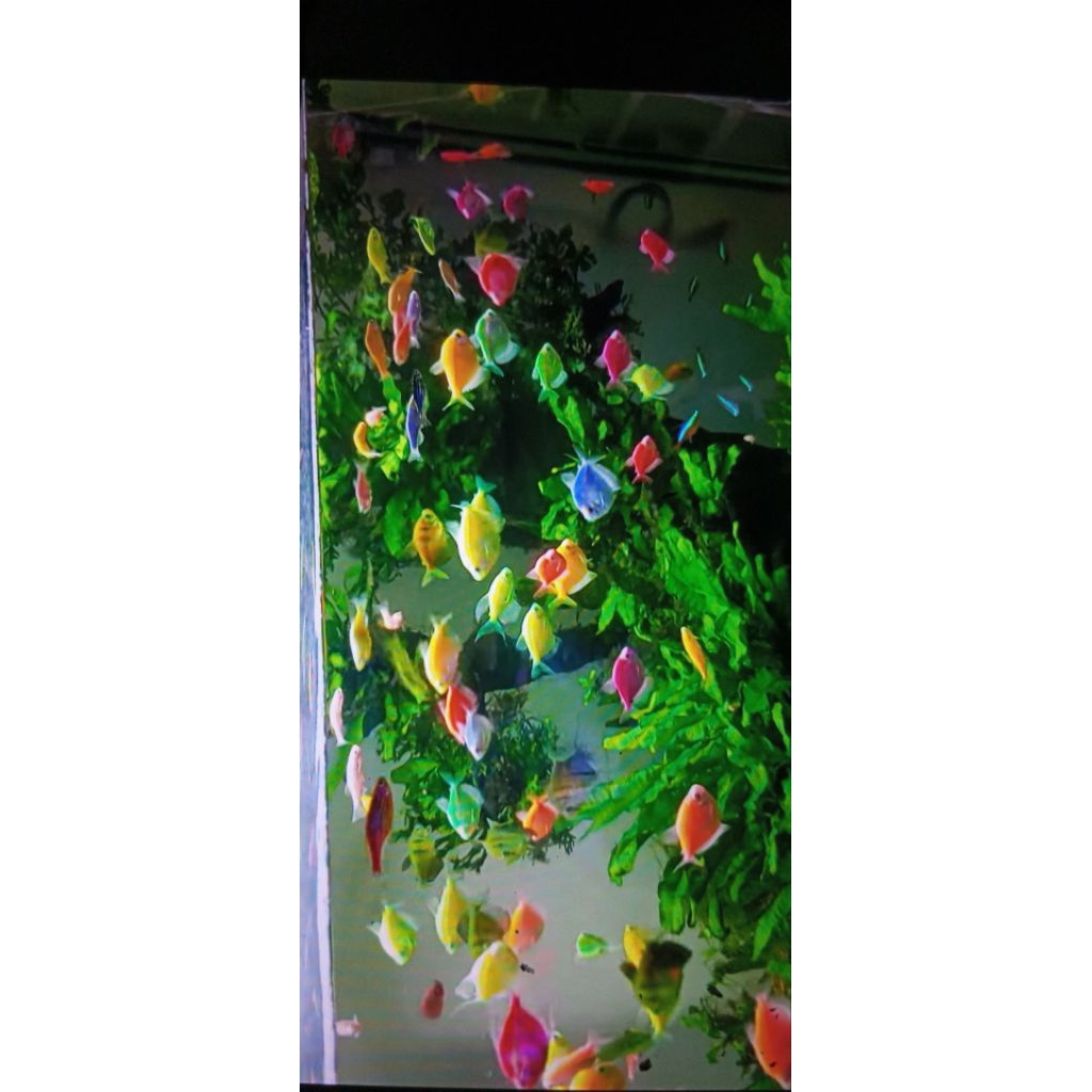 glowfish Tetra warna warni hiasan aquarium