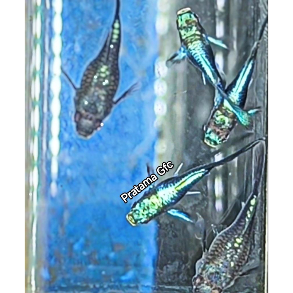 makanan ikan (Tuxedo blue neon/Hb blue short body)