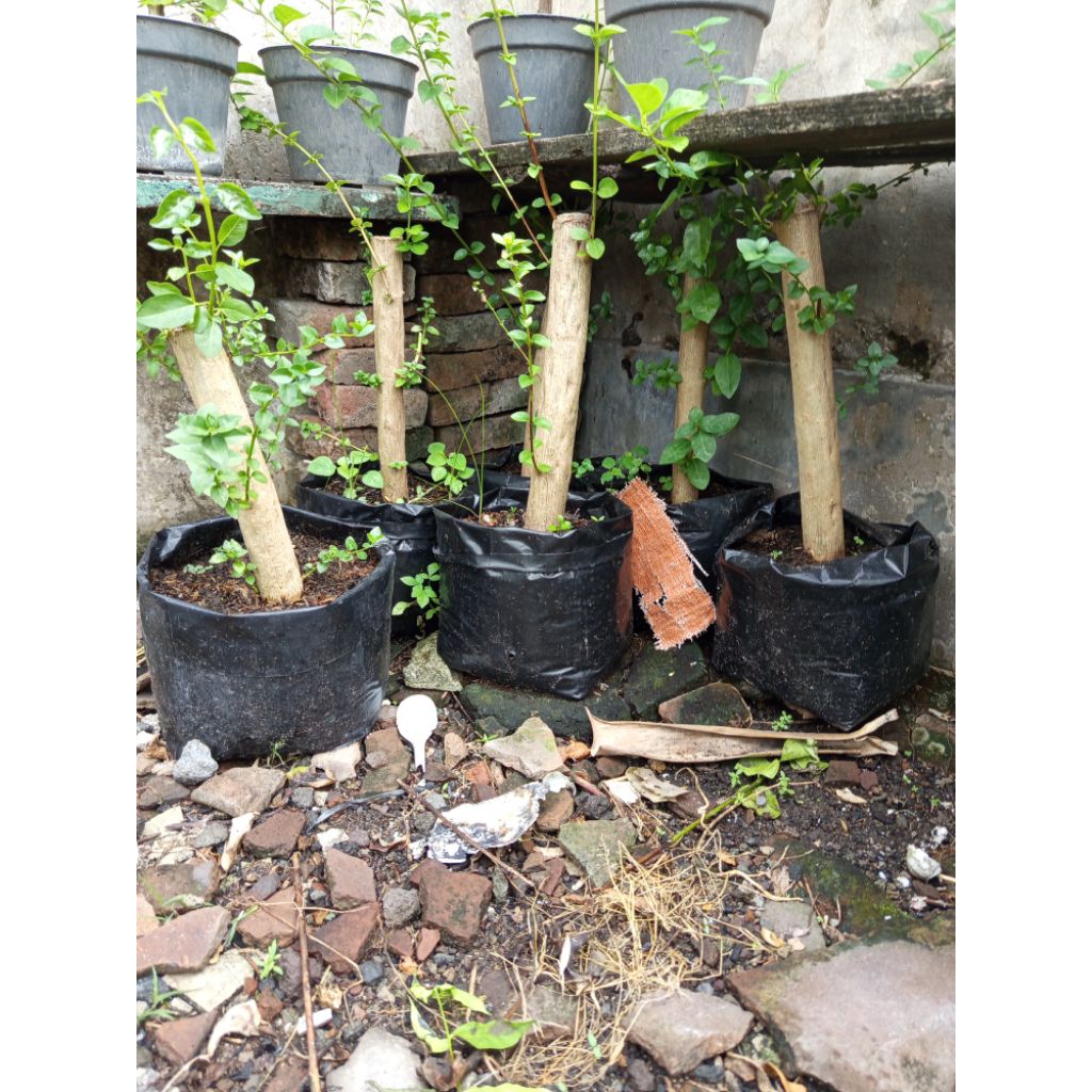 Sancang Hasil Cangkok