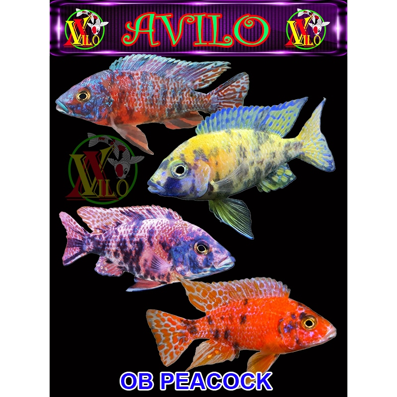 ojek ikan hias OB PEACOCK afrika siklid siklit ciclid size kecil ( sudah ada warna ) aulonocara
