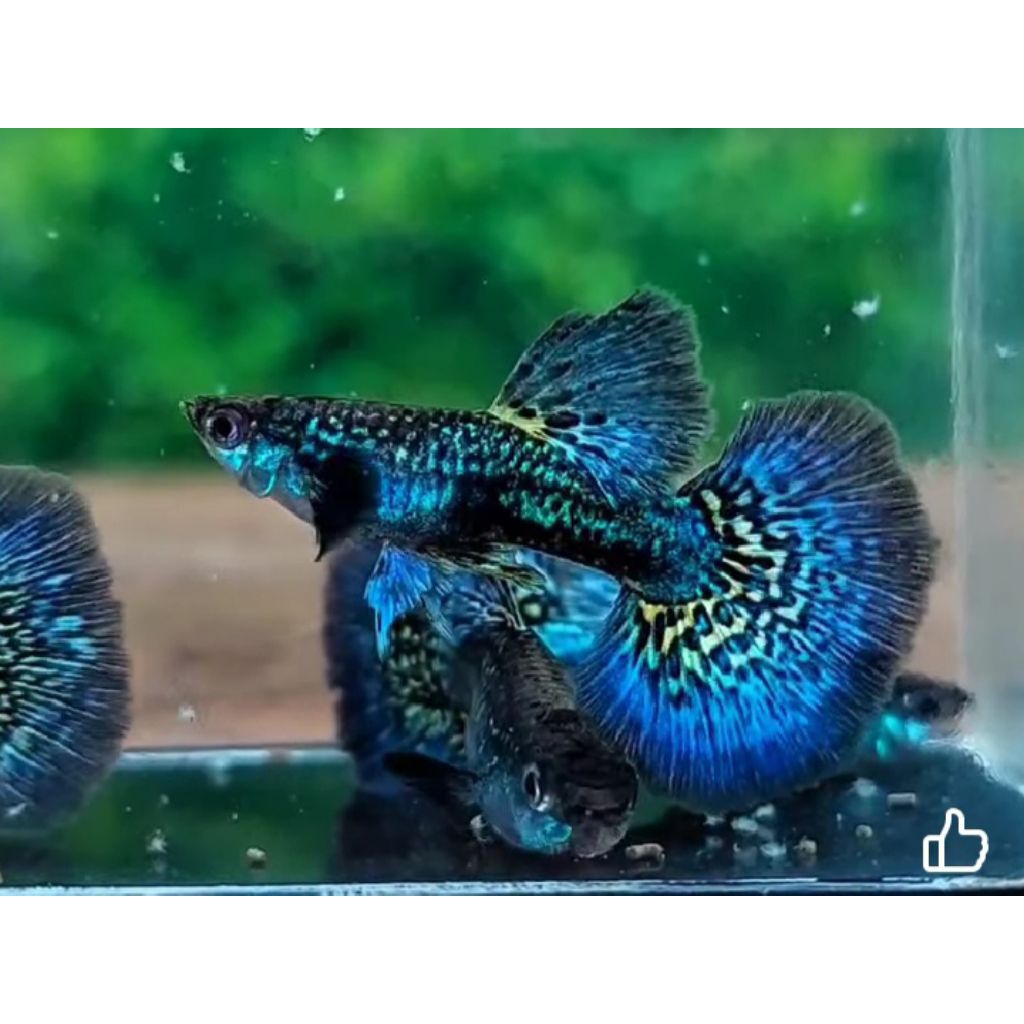 Guppy Blue dragon ss halfmoon Hiasan aquarium