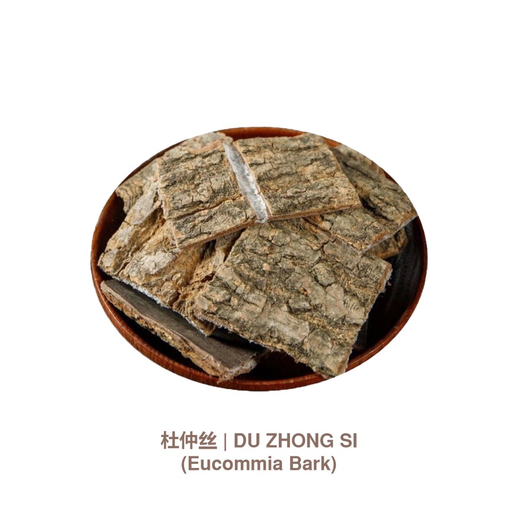 Du Zhong Si | Eucommia Bark