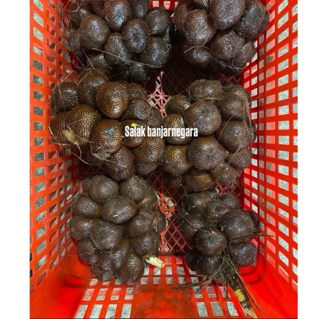 Salak Pondoh Buah Salak Pondoh Manis 1kg isi 25-30 Grade C Asli Banjarnegara