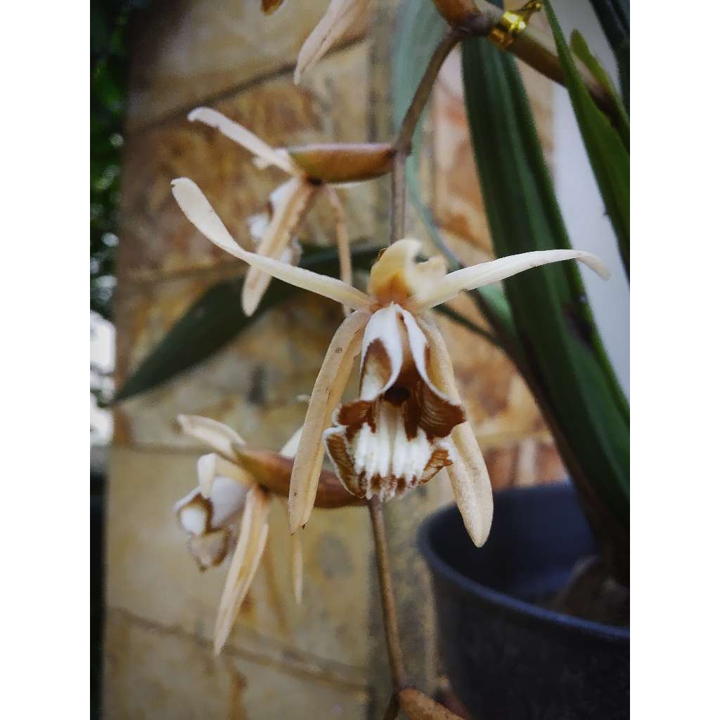 Coelogyne Dayana