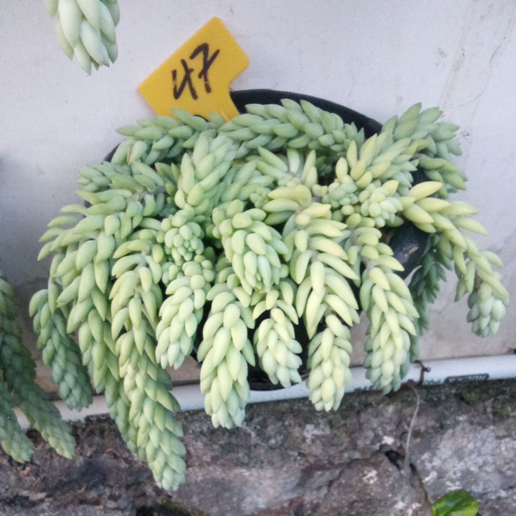 bunga air mata ibu rimbun promo