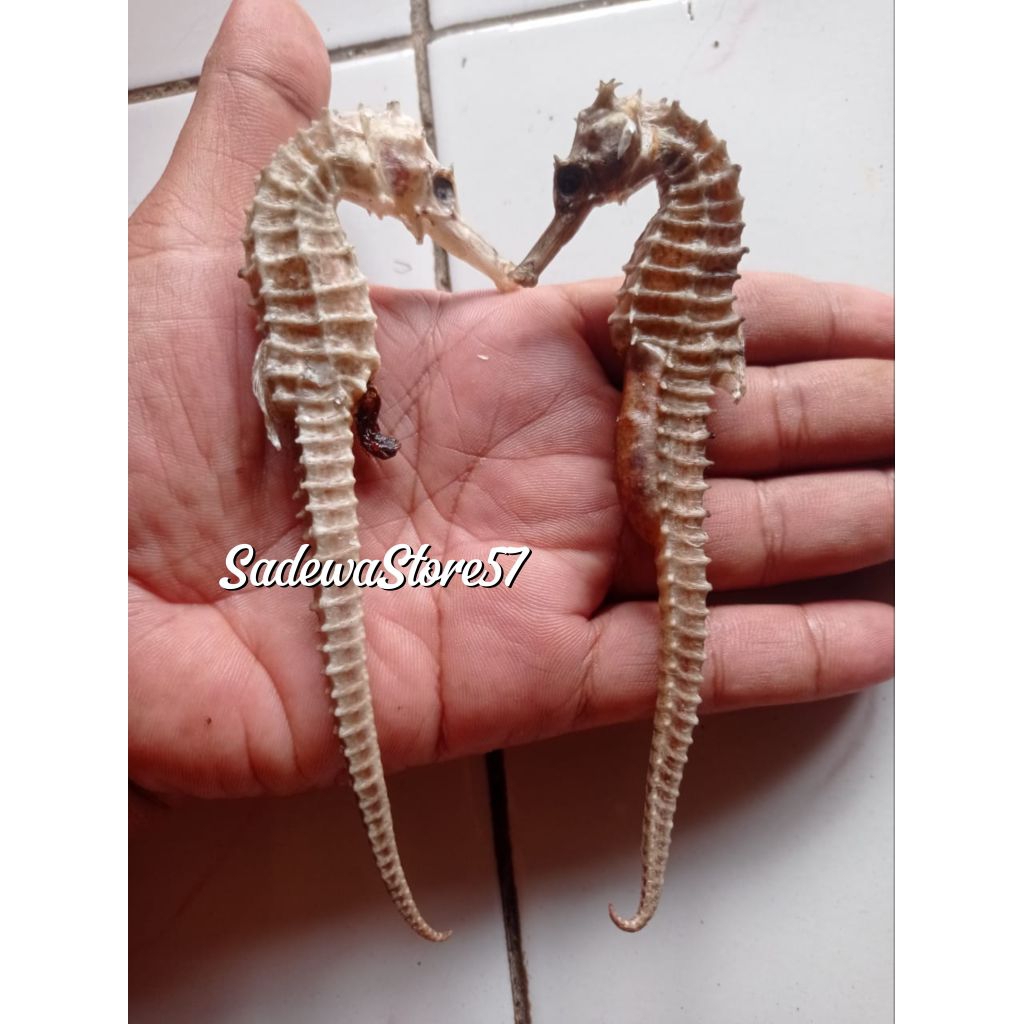 Kuda Laut Kering Fresh PILIHAN SUPER JUMBO Asli dari Laut Jawa (1 Biji)