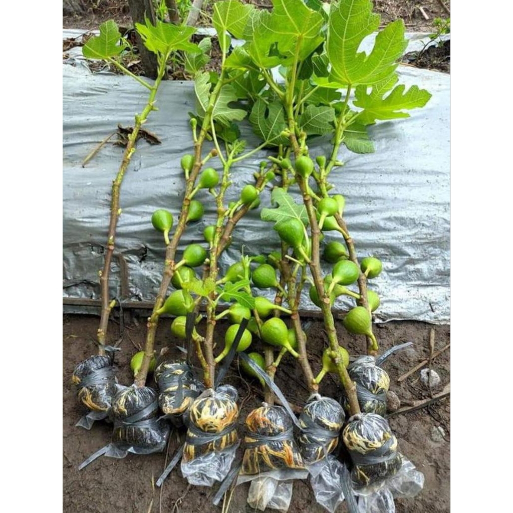 Bibit Buah tin/Buah Ara/Buah Surga
