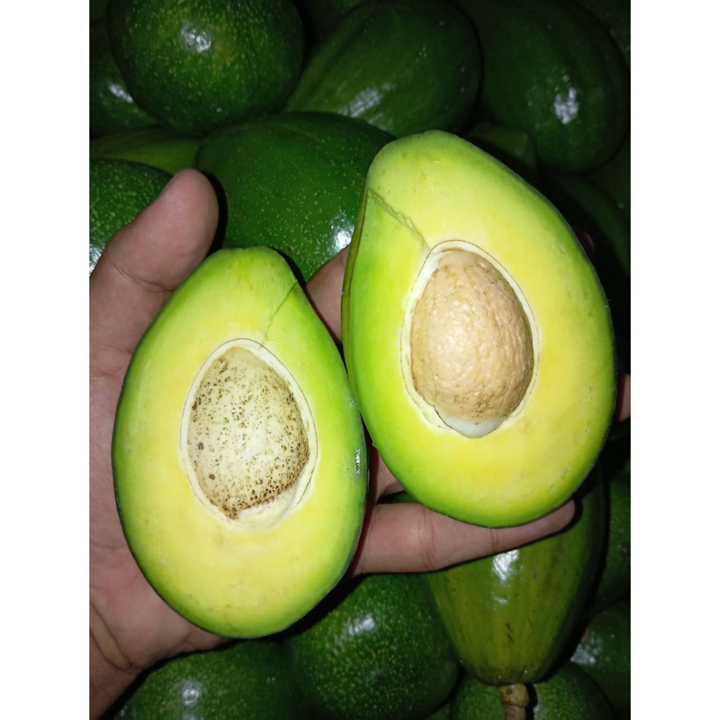 ALPUKAT MENTEGA ALIGATOR 1KG ISI 2&3