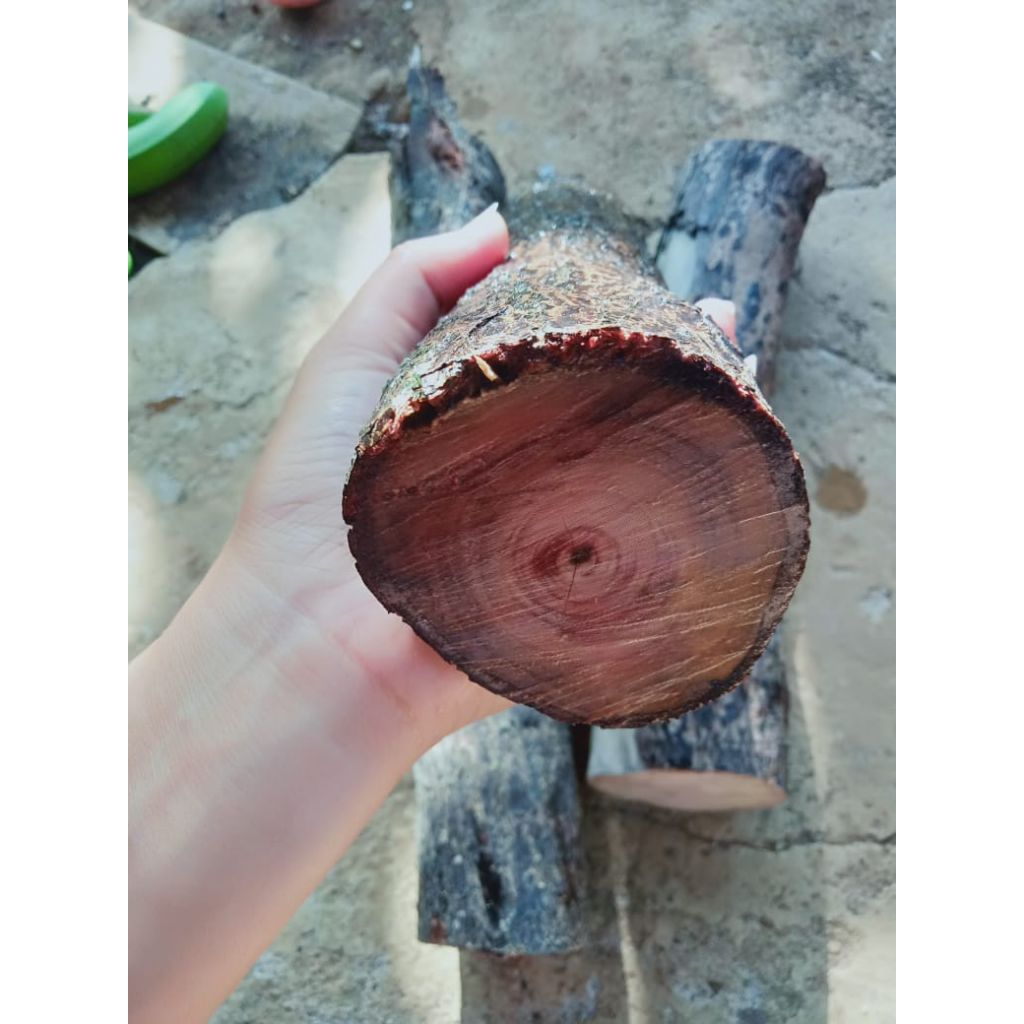 kayu stigi asli tenggelam di air mati ngurak