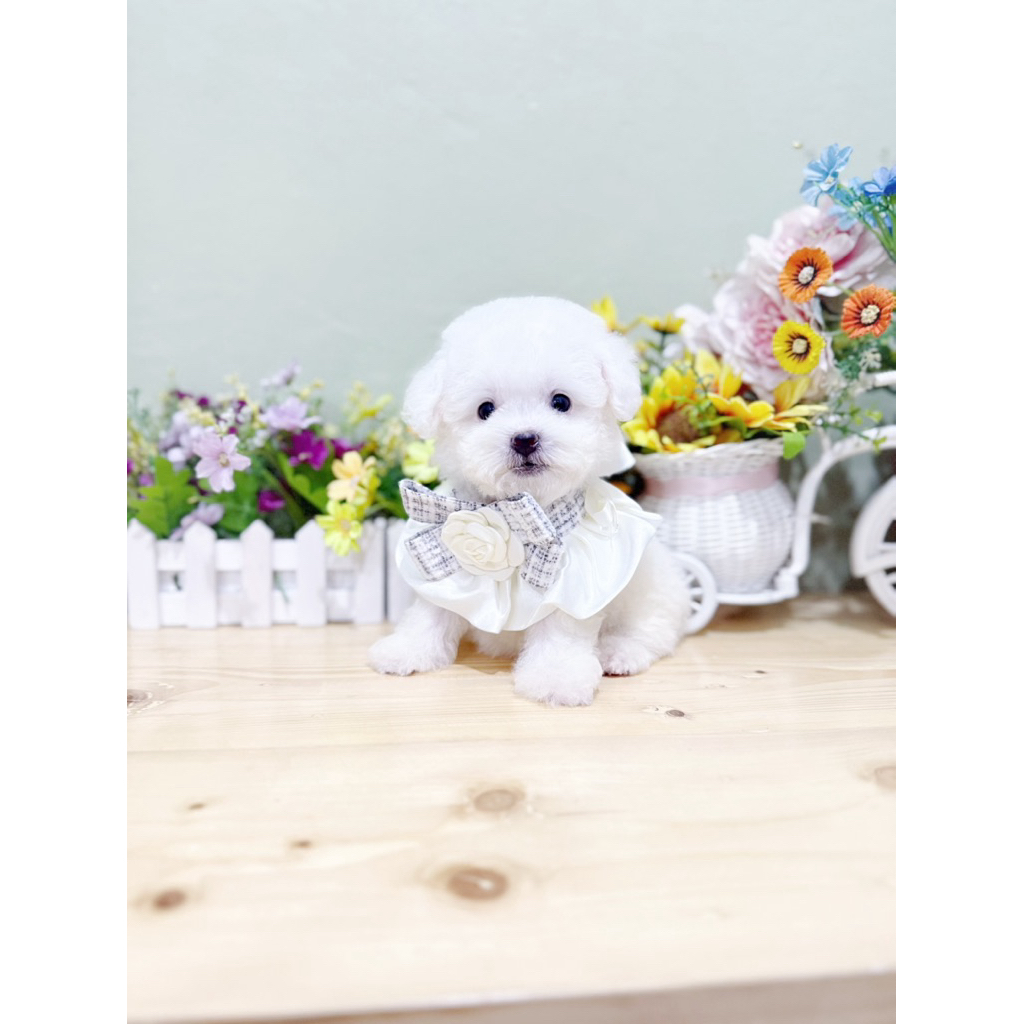 korean mini bichon frise bloodline import korea size kecil super cute face bulan poodle