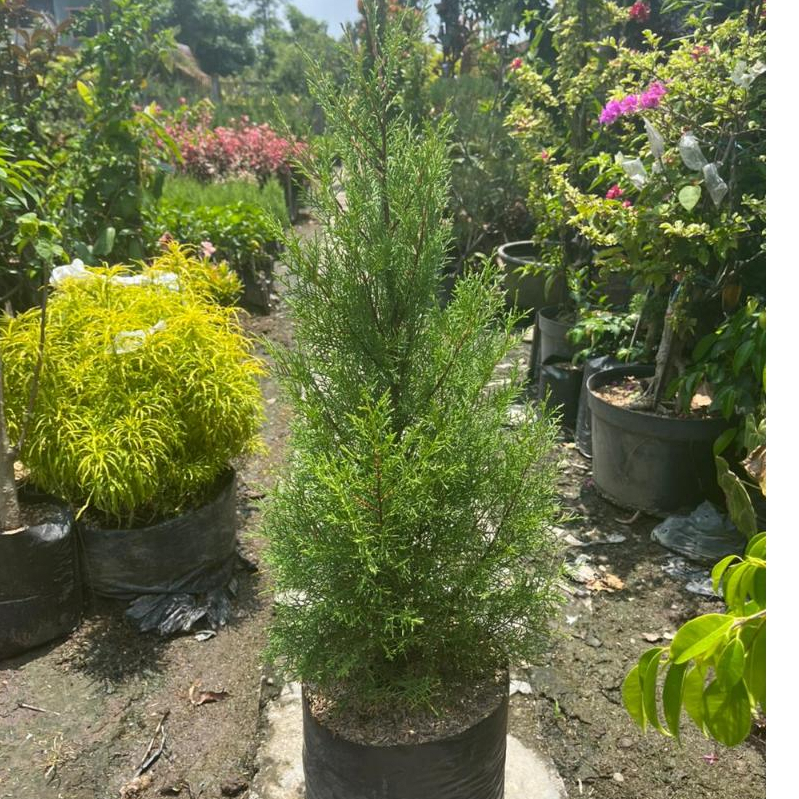Tanaman Cemara Rentes Wangi Tinggi 1 Meter Siap tanam - Tanaman Cemara Wangi Rentes Rimbun - Cemara 