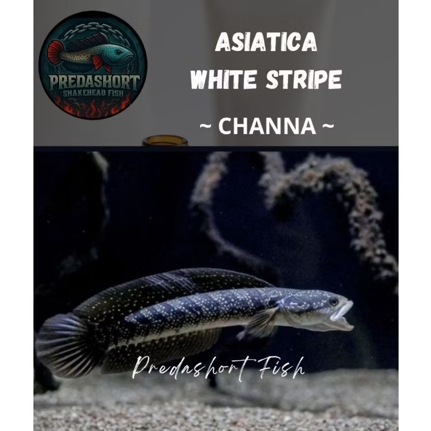 (Asiatica) Whitespot / WS Pure Calon Gondrong Full Mutiara