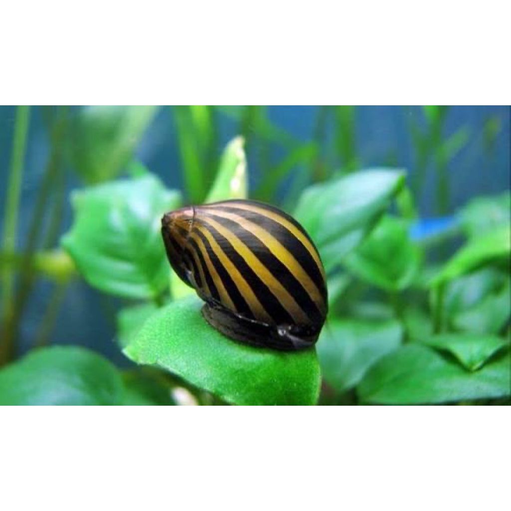 keong hias/keong Aquascape/keong turbo/keong asasin