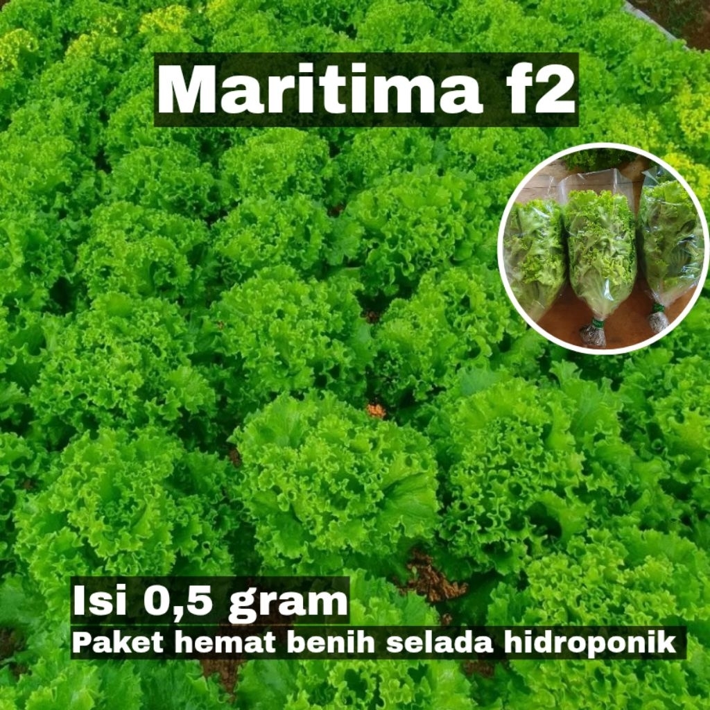 benih maritima f2 500 (0,5gram) benih selada f2