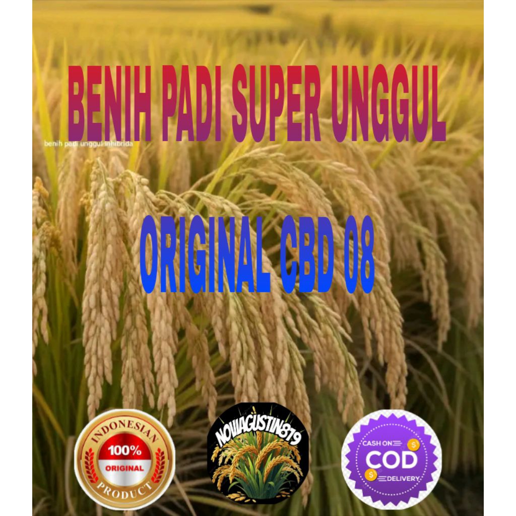 BENIH PADI SUPER UNGGUL ORIGINAL CBD 08 KEMASSN 5 KG