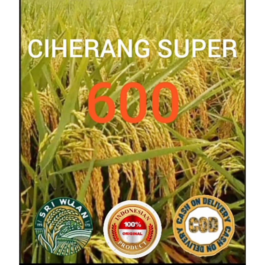 BENIH PADI KUALITAS UNGGUL CIHERANG SUPER 600 KEMASAN 5KG