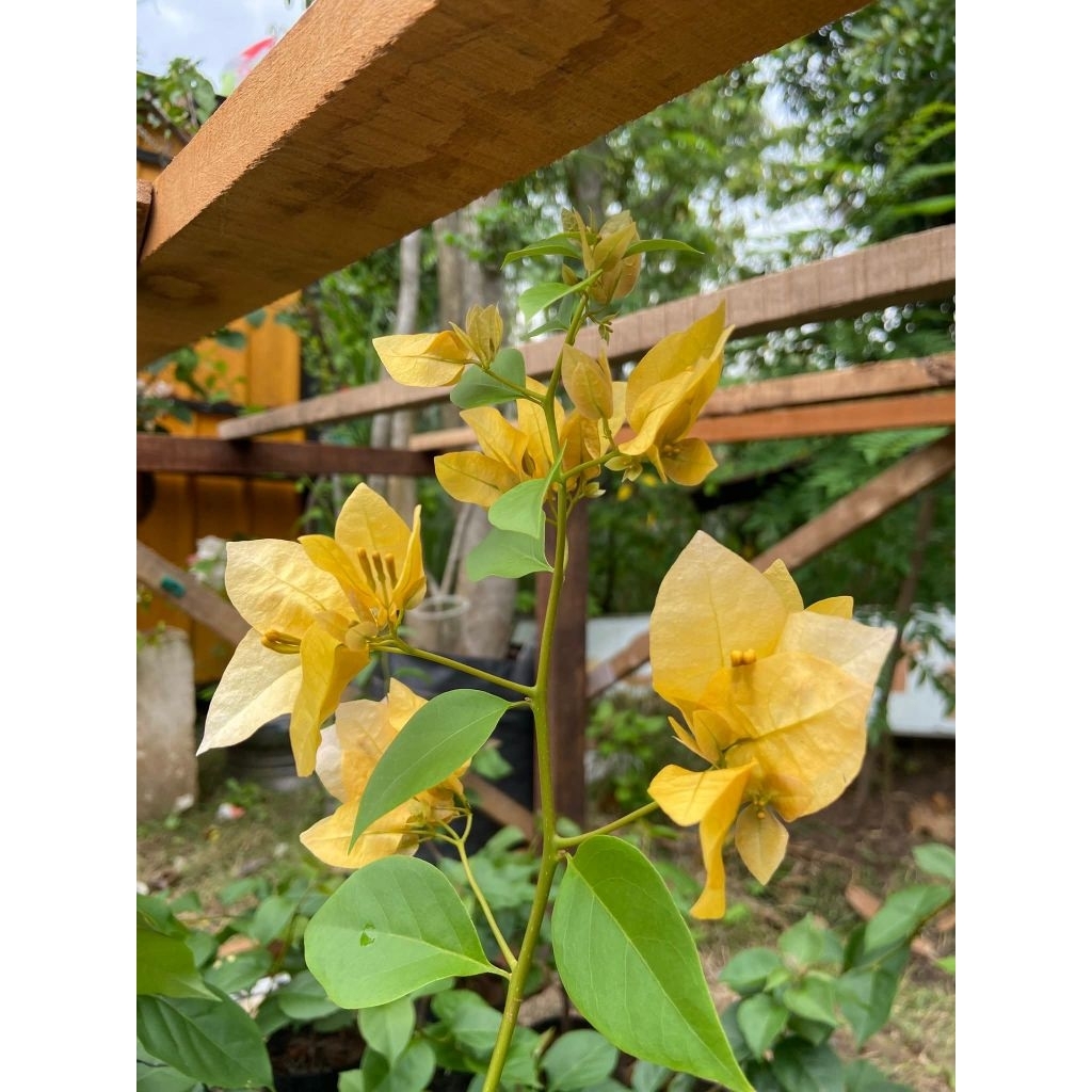 BIBIT SURVENA BOUGENVILLE IMPORT ORI 100%