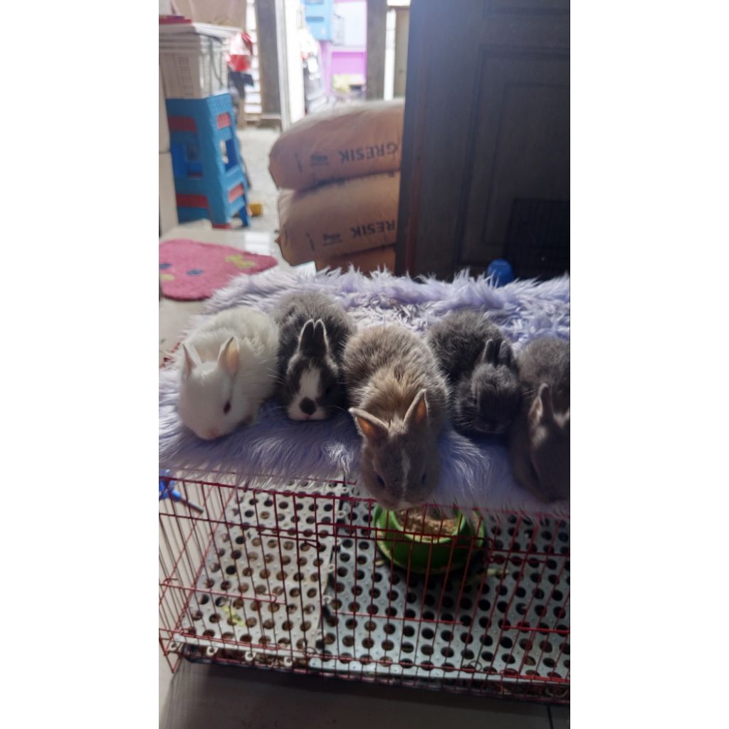 kelinci nd,netherlands dwarf