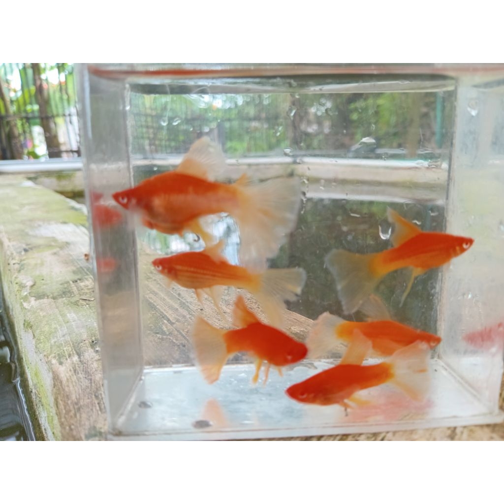 platy albino bloodred veilteil (limited edisien)