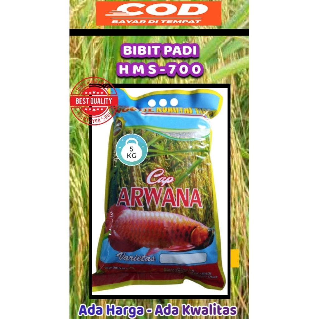 BIBIT PADI UNGGUL VARIETAS HMS-700 100% ORIGINAL/KEMASAN 5KG