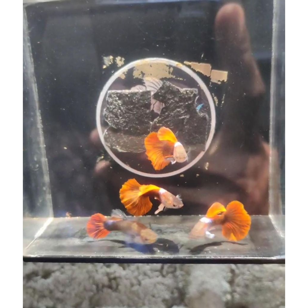 Aksesoris HB RED ROSE TAIL