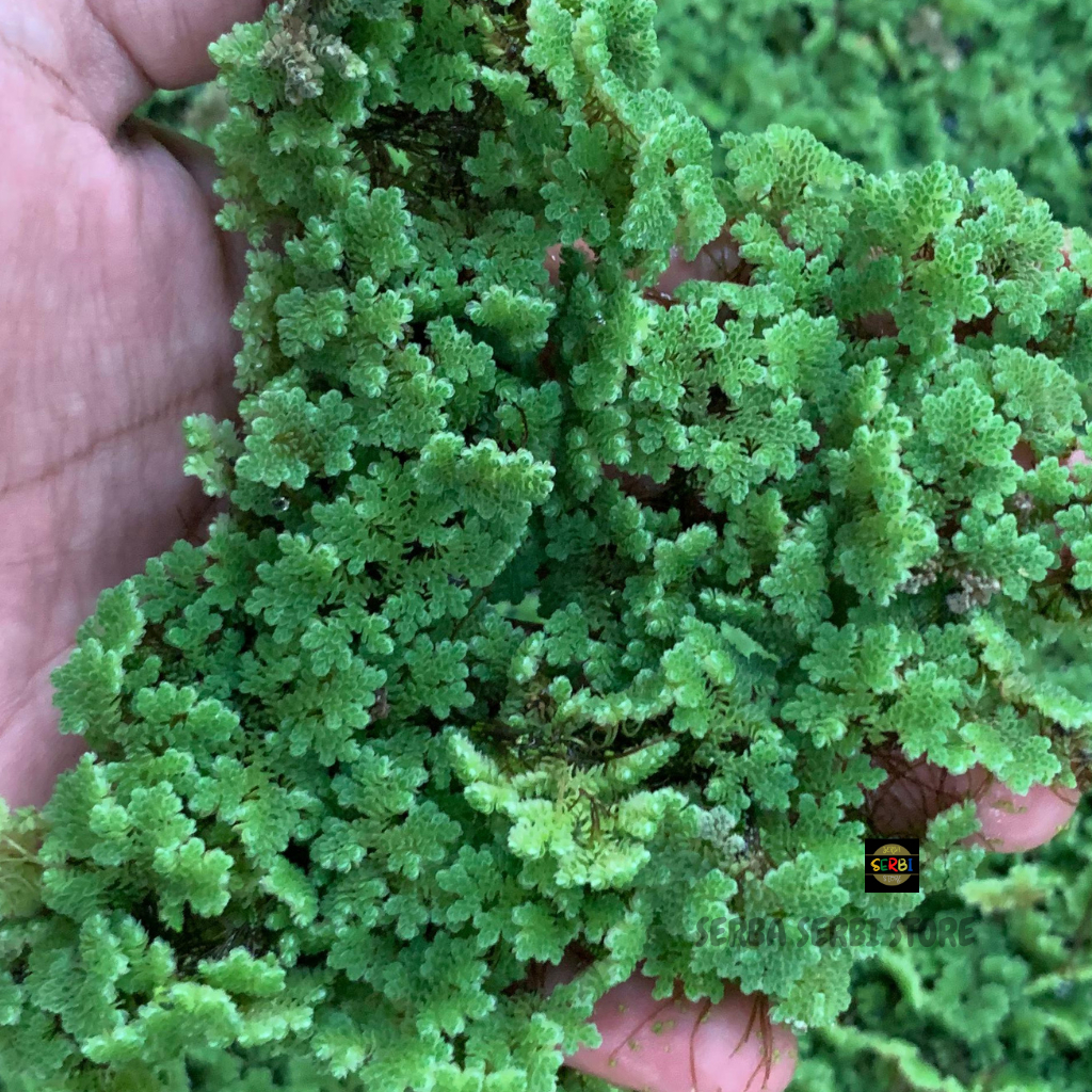 PAKAN ALTERNATIF UNGGAS 250GR / AZOLLA / AZOLLA SUPER / PAKAN HEWAN / PAKAN IKAN, UNGGAS DAN TERNAK