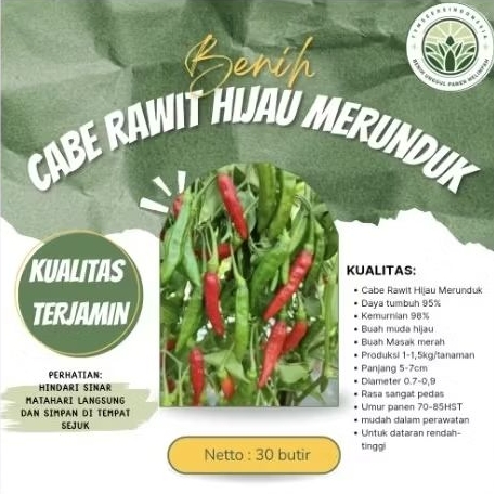 Benih cabe rawit hijau merunduk