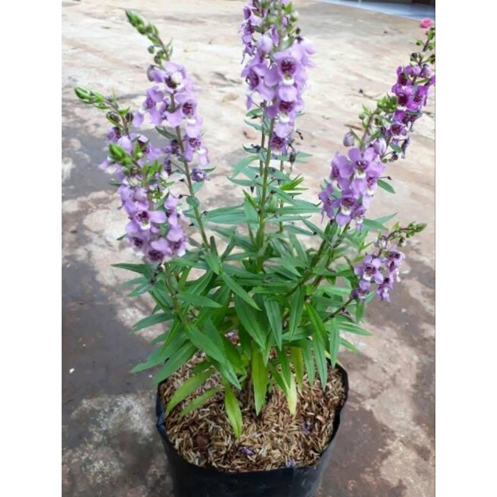 Tanaman hias Bunga Lafender Pink/Tanaman Anti Nyamuk