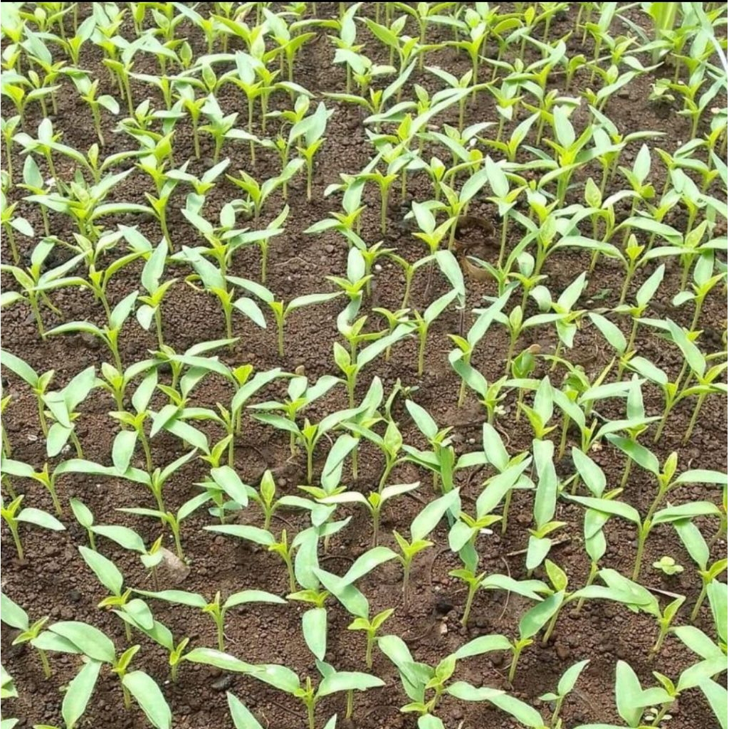 BIBIT CABAI RAWIT HIJAU