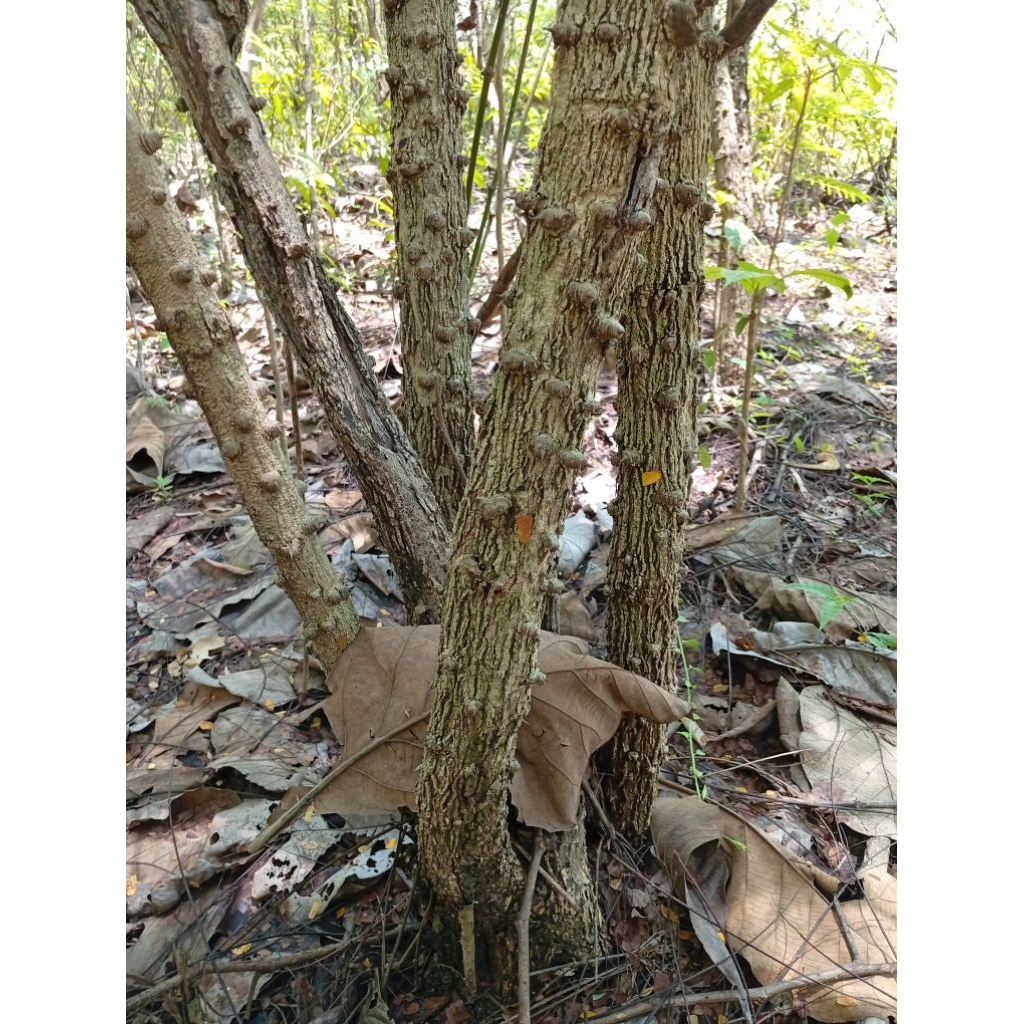secang batang kayu secang fresh  untuk herbal perkilo