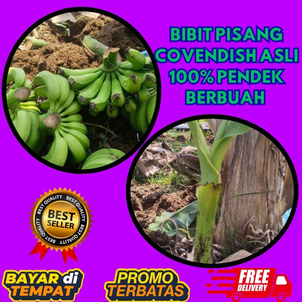 TERBUKTI ASLI  Bibit Pisang Cavendish G9