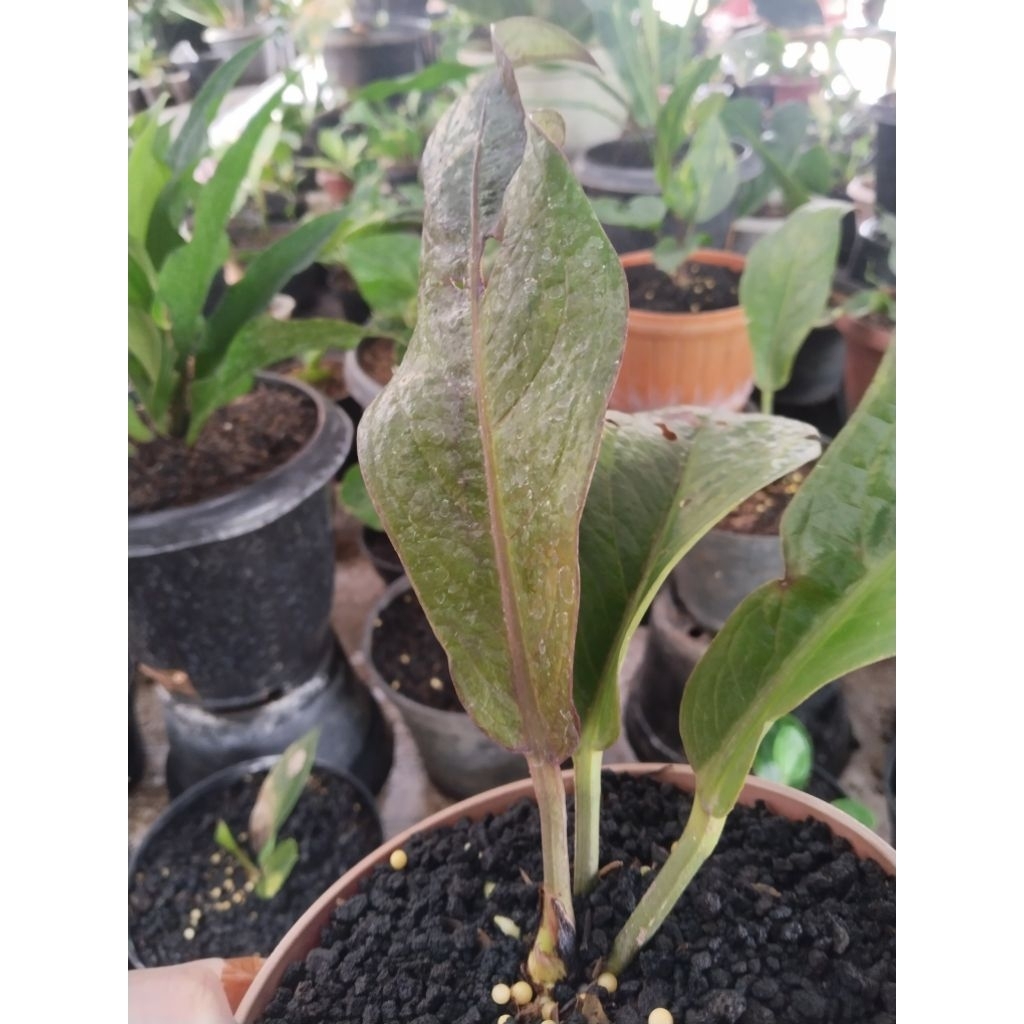 anthurium jemani twister variegata original ( koleksian)