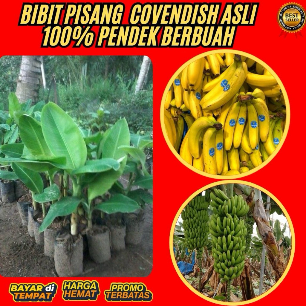 STOK TERBATAS  Bibit Pisang Cavendish Cj40