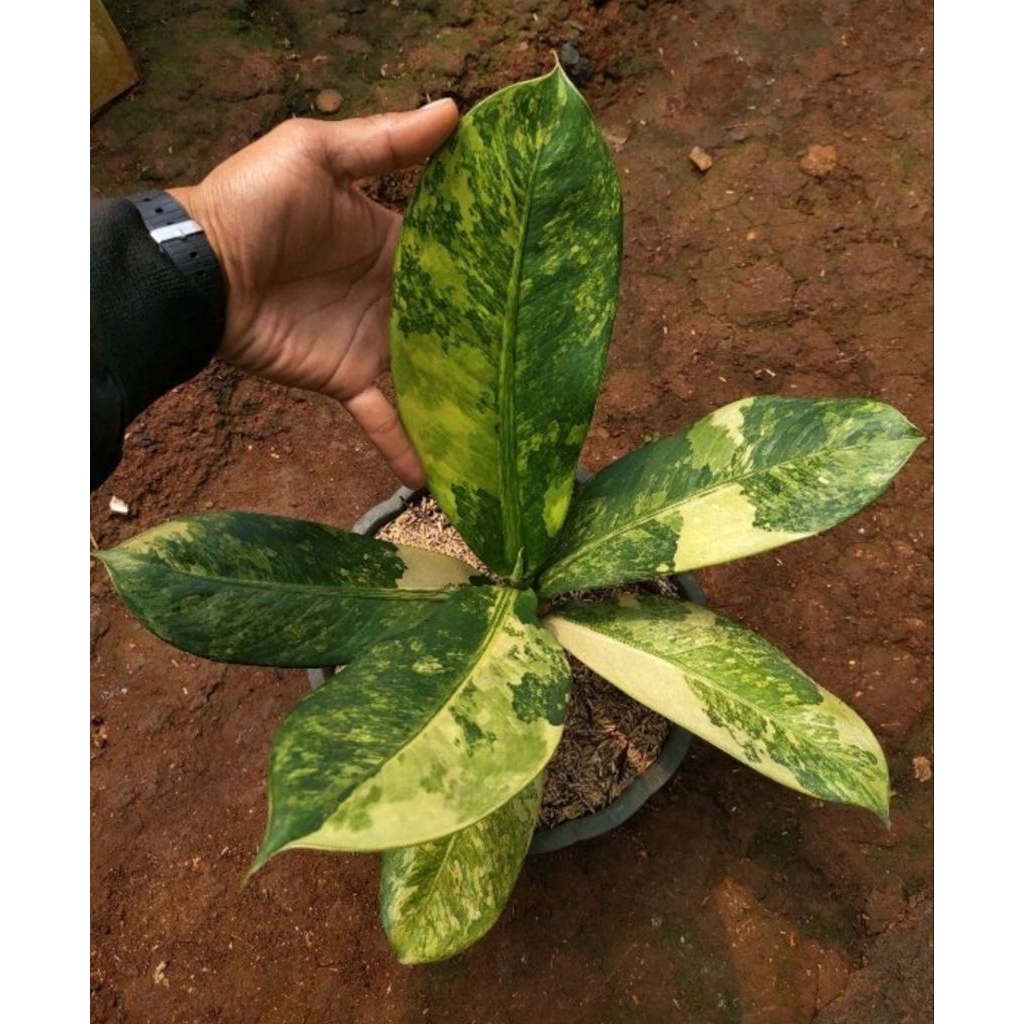 diven panglima variegata indukan bonggolan bunga hias tanaman hias