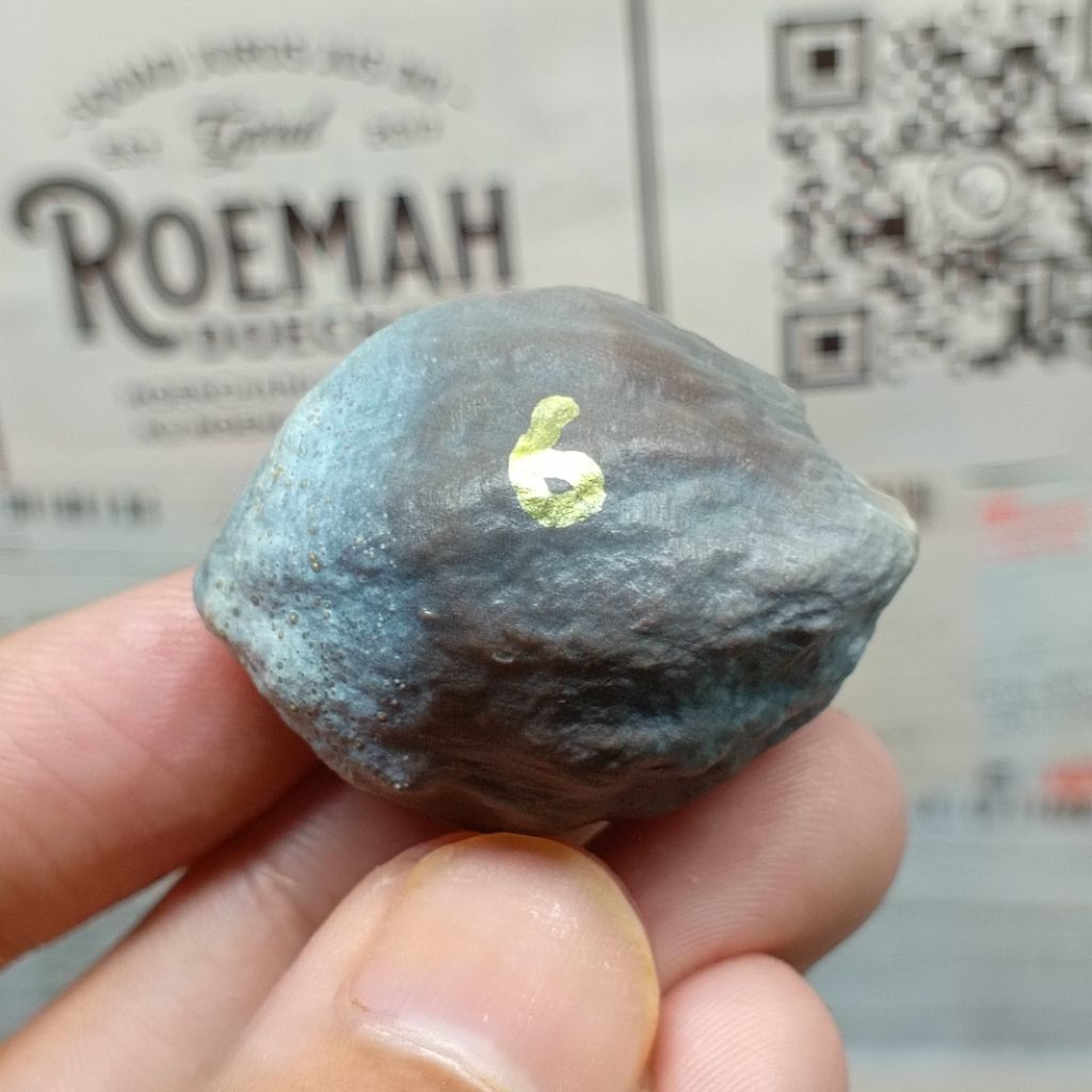 Muncang Adu Mayit Domba JR kode 6