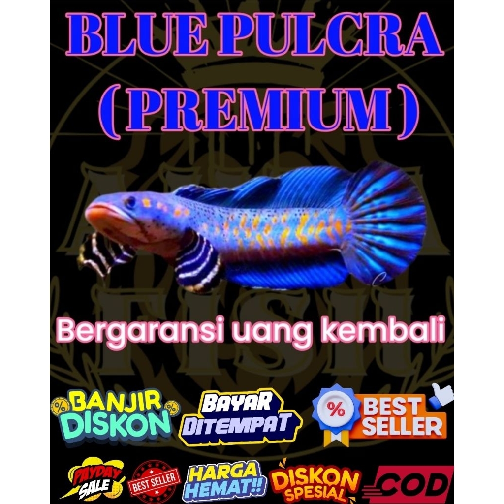 BLUE PULCRA ( PREMIUM ) SIZE 9-10 CM  SINGLE TANK FUL YELLOW SPOT / BERGARANSI UANG KEMBALI