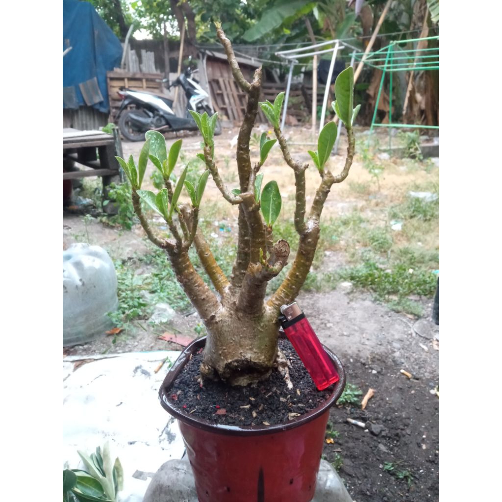 adenium rcn daun unik