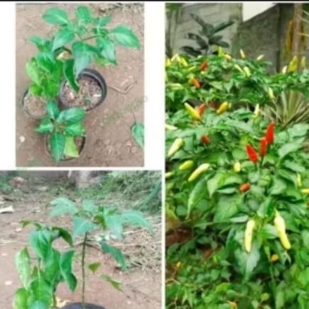 bibit cabe rawit putih /setan pedas murah