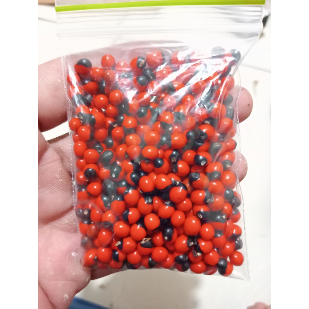 (50 gram ± 500 biji) Biji saga rambat bintik hitam