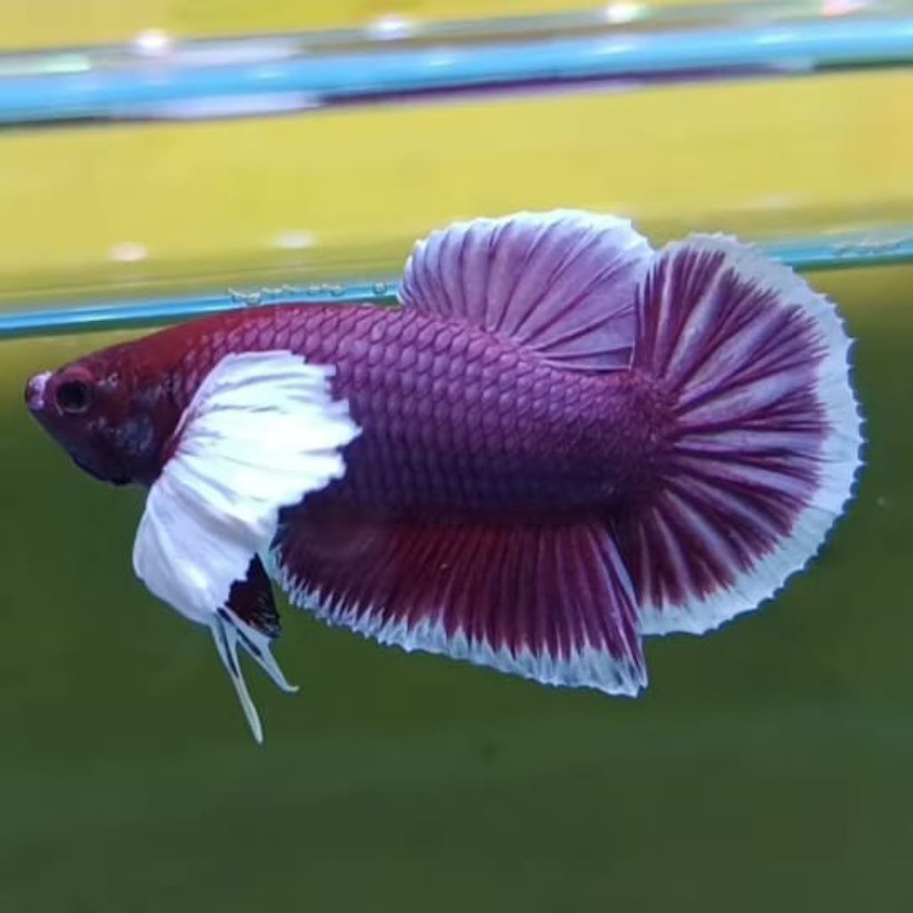 IKAN CUPANG ADUAN BANGKOK ISI 1 EKOR