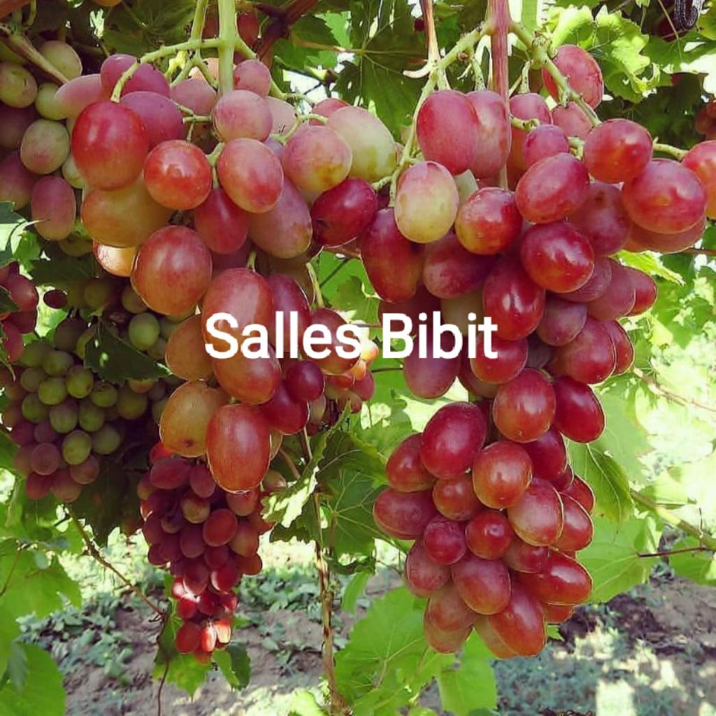 BIBIT ANGGUR IMPORT NINEL SUPER