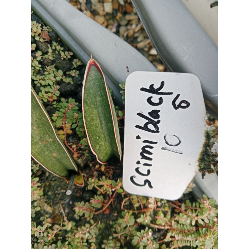 sansevieria 5rb scimi black / tanaman lidah mertua murah