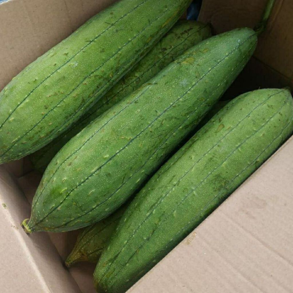 benih biji gambas oyong taiwan (  isi 50 butir )