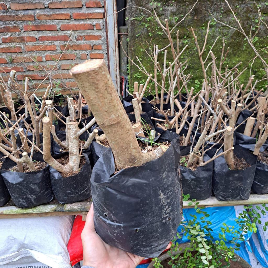 Bibit Tanaman Bonsai murbei stek batang besar tanaman hias rumah