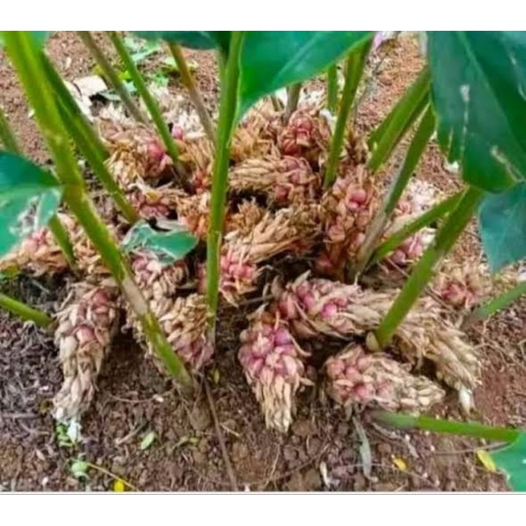 Bibit Kapulaga Hibrida asli/Bibit Kapulaga Hibrida Super, Bibit Kapulaga Hibrida Kesehatan