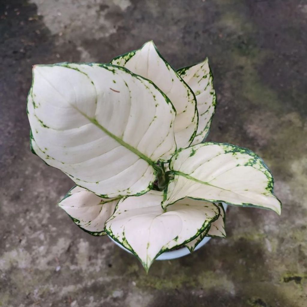 bonggol aglonema Super white