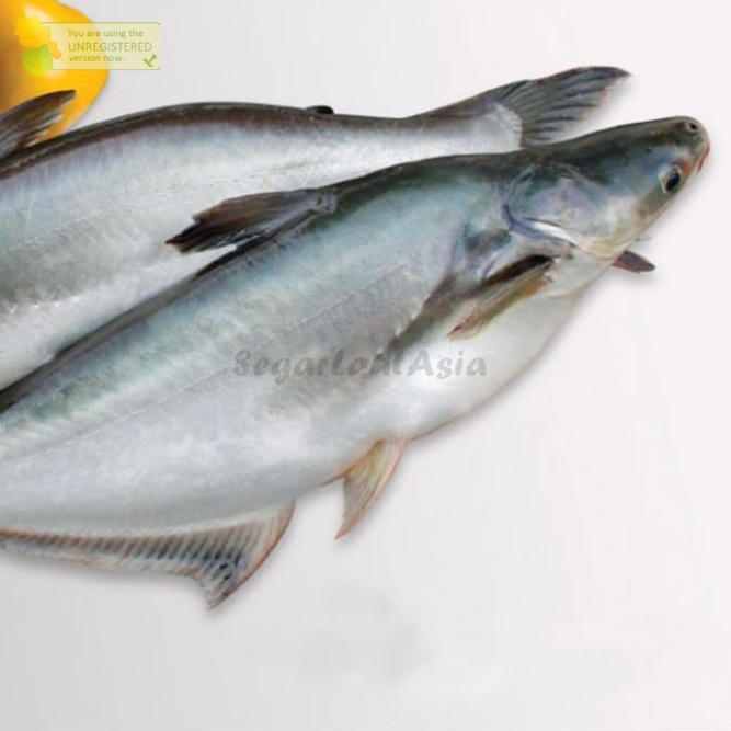 Ikan Patin Segar Ikan Patin 1Kg Ikan Segar 1Kg