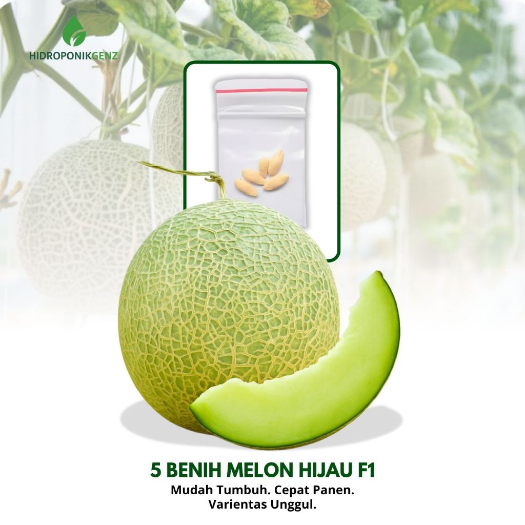 Benih Melon | 5 Benih Buah Melon Hijau F1 Hibrida