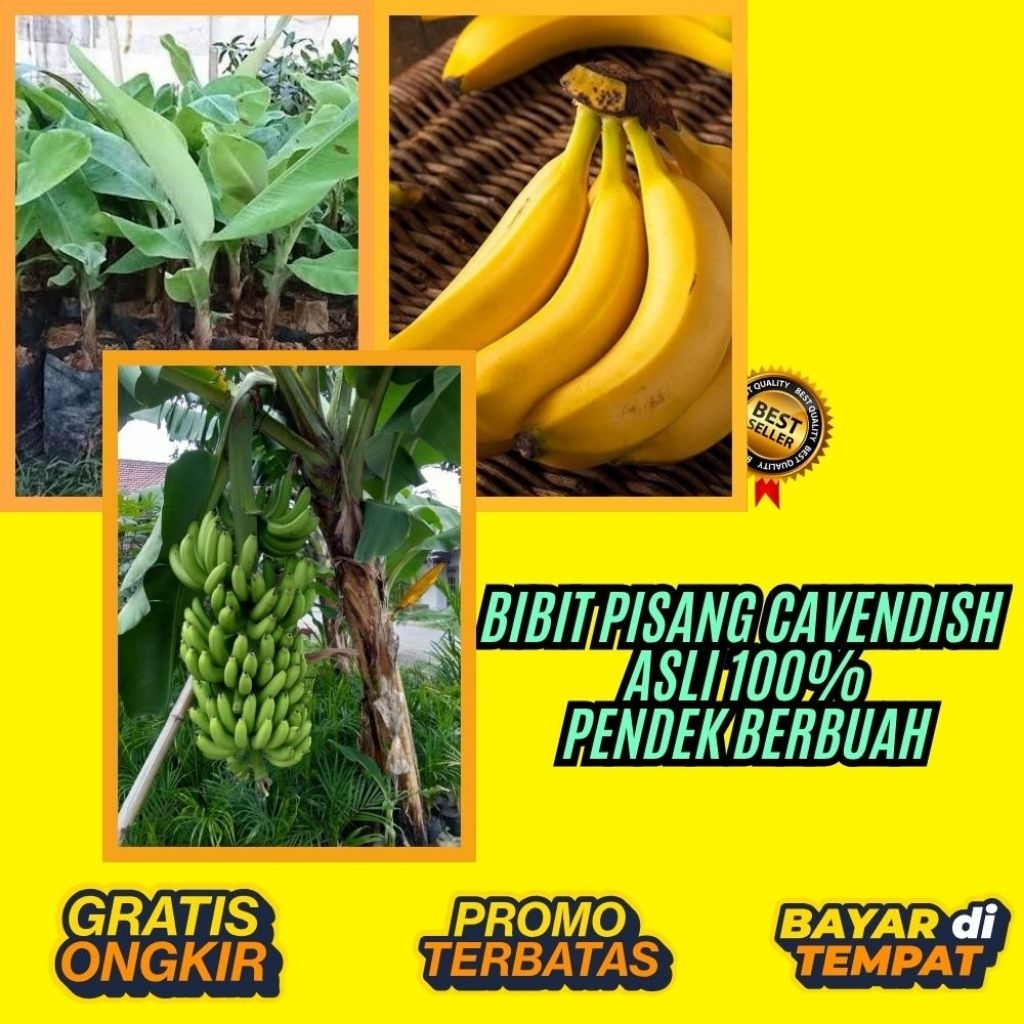 BIBIT BERKUALITAS  Benih Pisang Cavendish Pendek  Benih Pisang Cavendish Super  Benih Pisang Cavendi