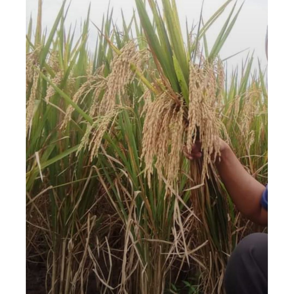 benih padi umur pendek 75 hari berkwalitas unggul 5kg